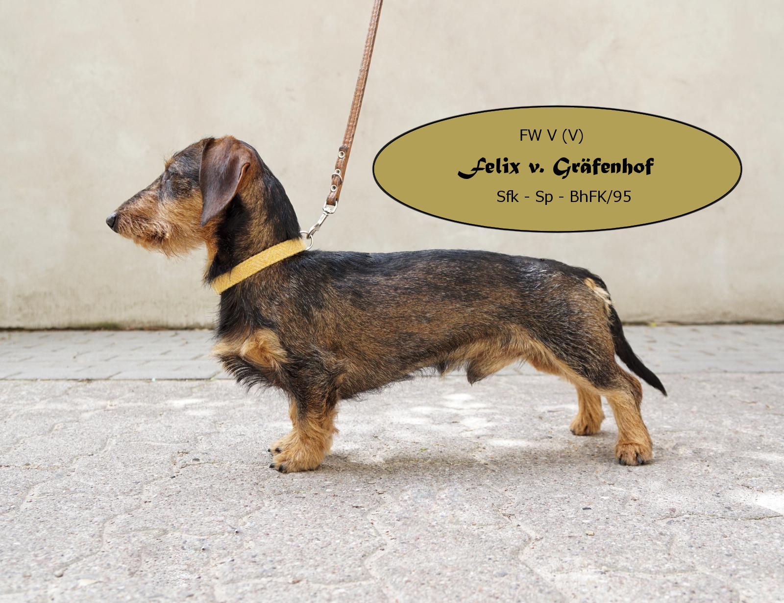 Felix vom Graefenhof