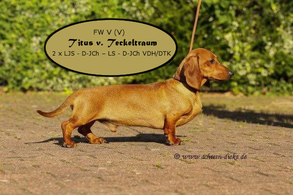 Titus vom Teckeltraum